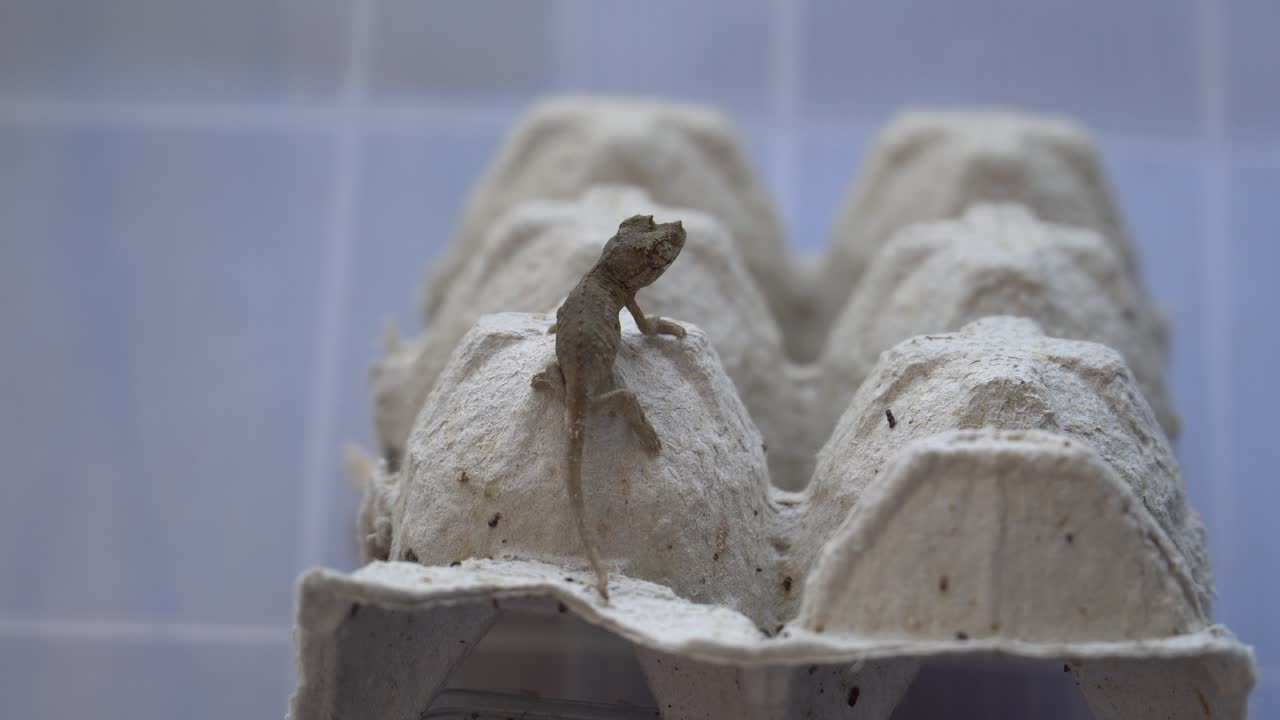 camaleón bebé jackson caminando sobre cartón en busca de comida