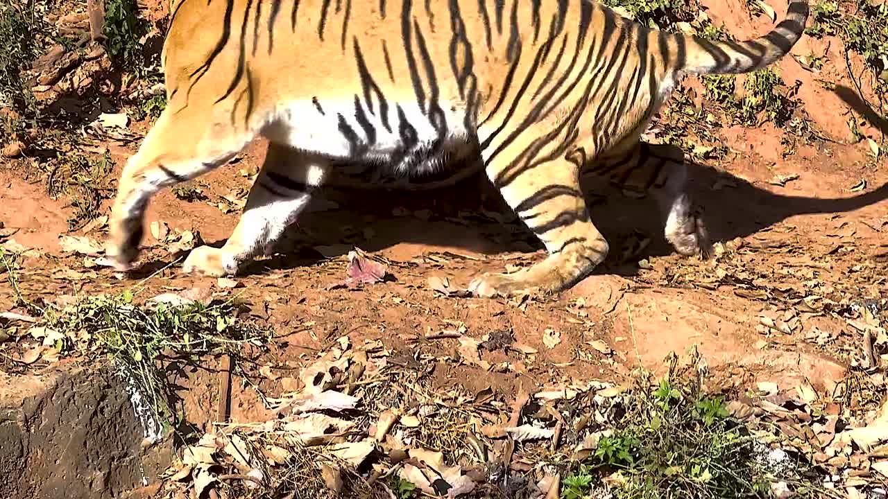 Tigers walking and interacting on a sunlit, earthy ground with scattered leaves and shadows.