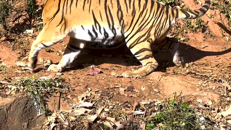 tigers walking and interacting on a sunlit, earthy ground with scattered leaves and shadows.