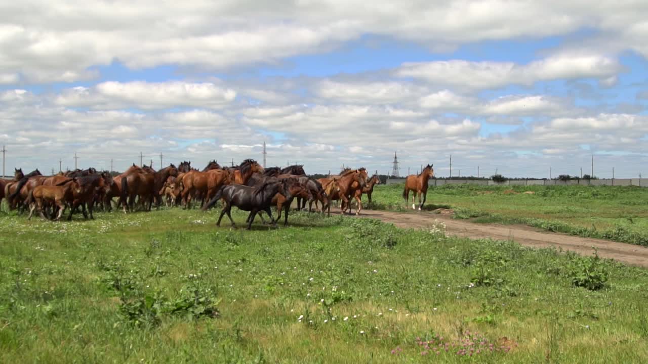 caballos corriendo en un campo