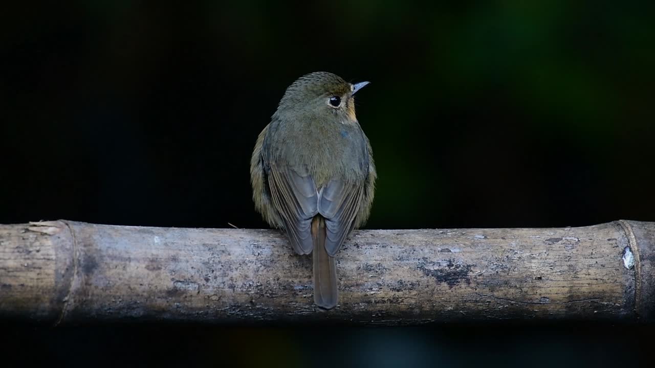 papamoscas azul de la colina posado en un bambú, cyornis whitei