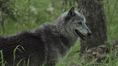 Ein-Majestätischer-Grauer-Wolf,-Der-Im-Wald-Steht