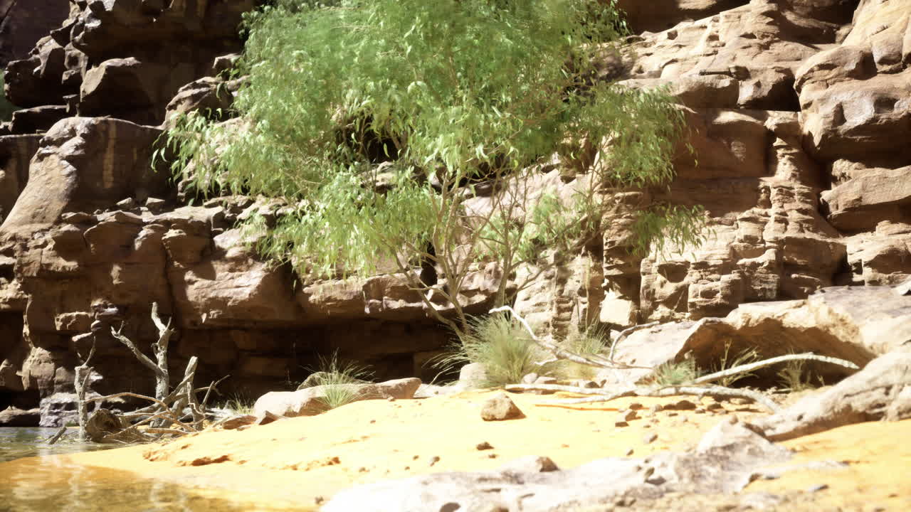 Desert landscape with riverbank and trees under bright sunlight in nature