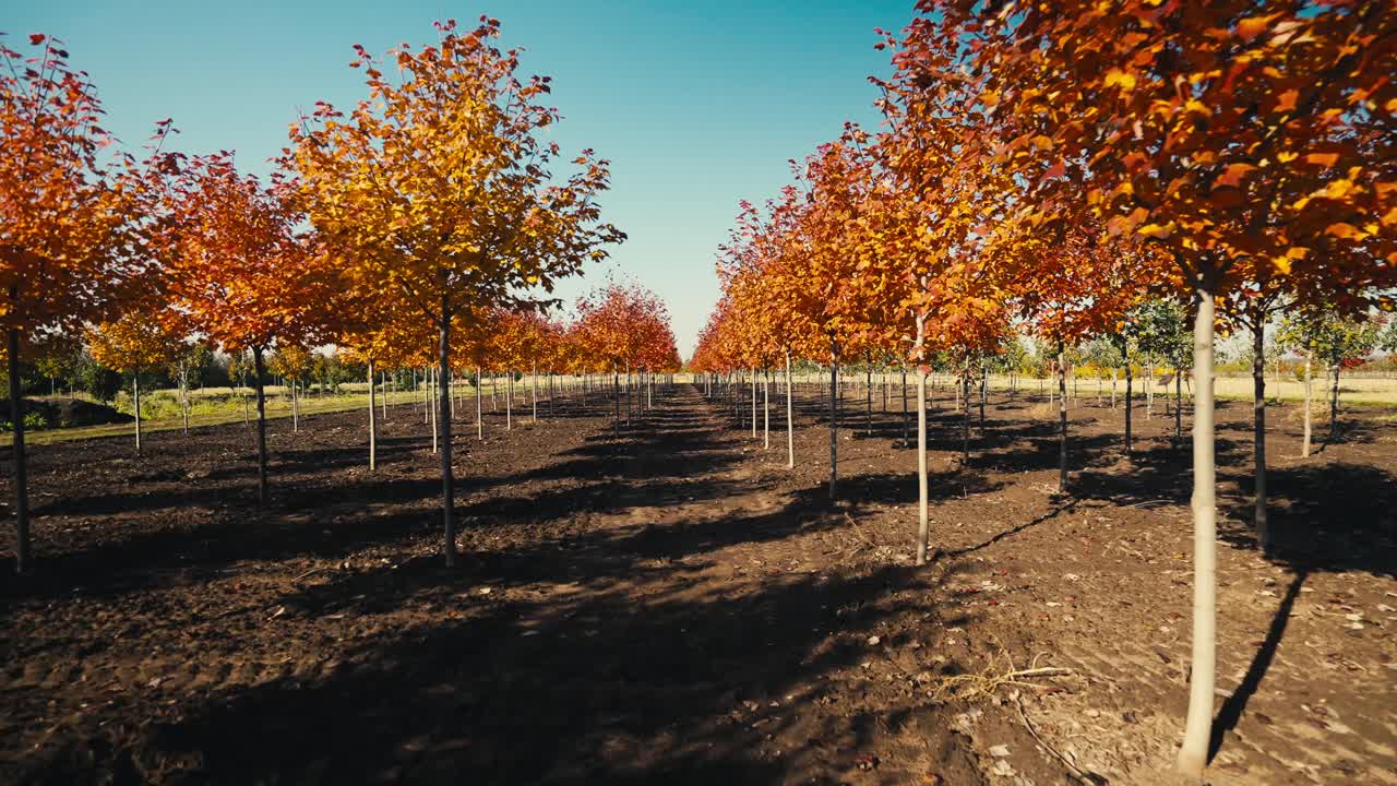 spinto giù la fila di alberi colorati in una fattoria di alberi in una giornata di sole