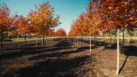 push-in-shot-down-the-row-of-colorful-trees-on-a-tree-farm-on-a-sunny-day