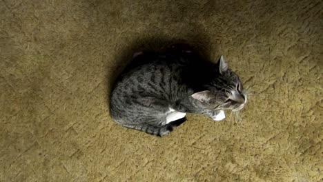 mirando hacia abajo a un pequeño gato atigrado durmiendo en la alfombra en medio de una sala de estar