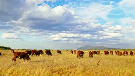 este idílico entorno rural refleja la simple belleza de la naturaleza y la tranquila armonía de la vida agrícola, donde las vacas se mueven tranquilamente, disfrutando de su día al sol.