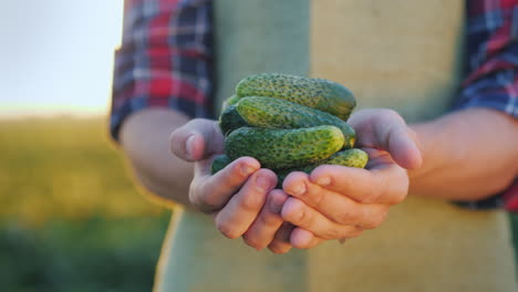 el agricultor tiene varias manos de pepinos frescos del agricultor con verduras frescas