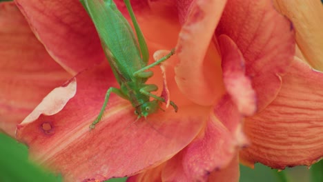 un primer plano de un gran saltamontes verde comiendo una flor rosada en flor
