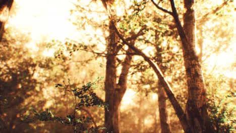 rayos de luz solar en un bosque brumoso en otoño