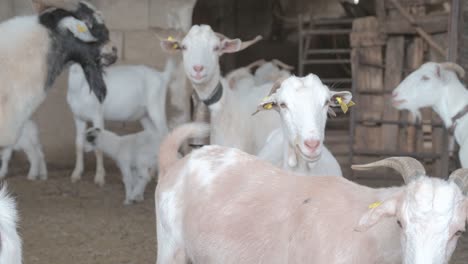 several brown and white goats looking at camera in a corral