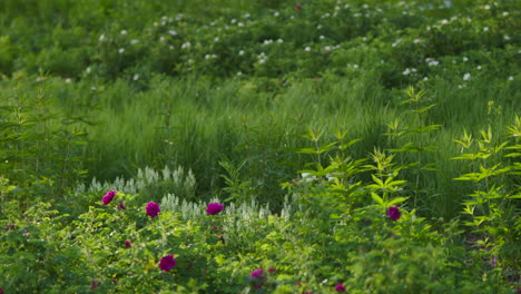 flowering garden in the sun