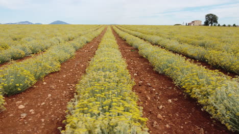 Helichrysum-Italicum-or-curry-plant-yellow-flowers-agriculture-cultivation-aerial-view