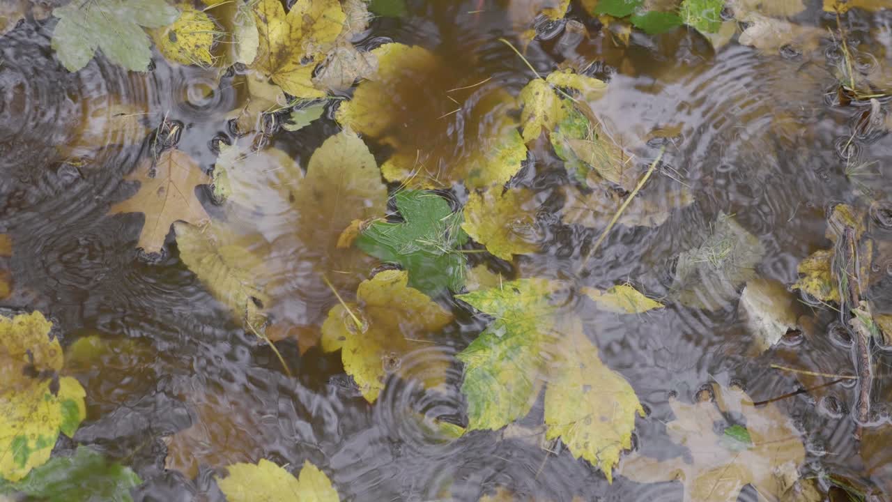 Vattenpöl på hösten med nedfallna löv i regn