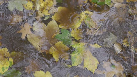 water puddle in autumn with fallen leaves in rain