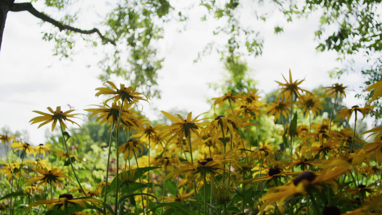 공원에서 자라는 노란 꽃, 카메라는 뒤로 추적하여 더 많은 꽃을 드러낸다