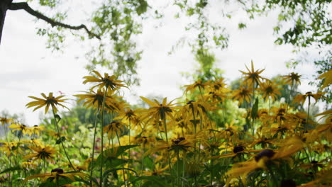 flores amarillas que crecen en un parque, la cámara retrocede y revela más flores