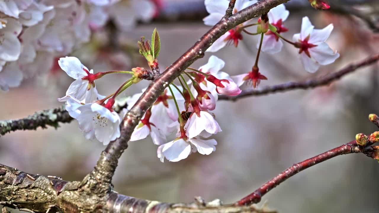 Ape su un albero di sakura bianco in fiore