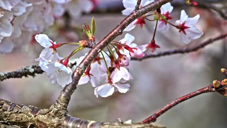 bee on a blooming white sakura flower tree