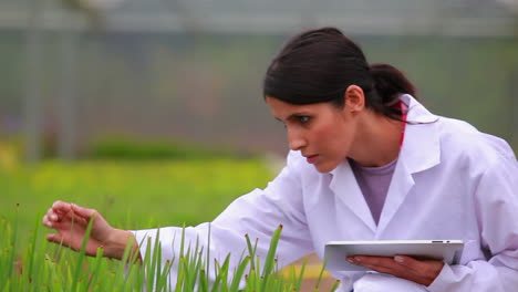 trabajador del invernadero comprobando las plantas
