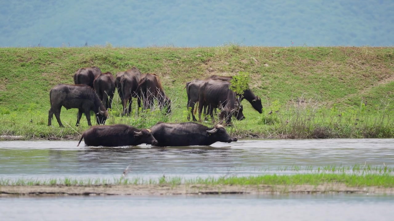 Water buffalo graze on green grass while two animals rest in shallow water at the shoreline. Static wide angle shot captures the herd in their natural wetland habitat near Lake Kerkini.