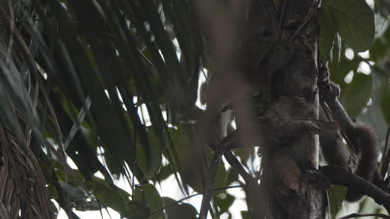 el mono capuchino agarra algo de comida y luego se revela detrás de un árbol