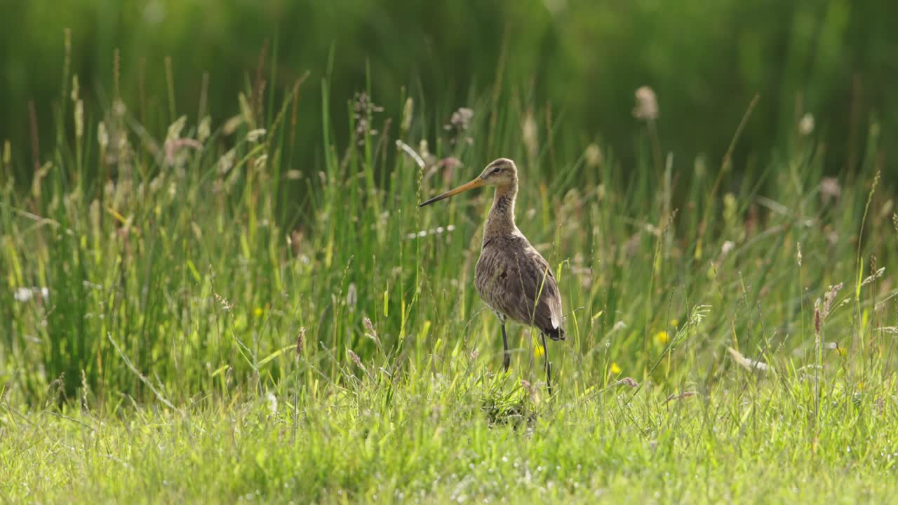 잔디에 있는 검은 리 고비트