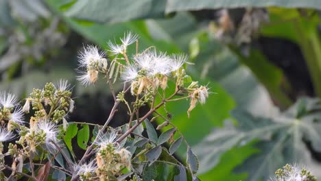 Hermosa-Tangara-Con-Respaldo-Carmesí-Encaramada-En-La-Rama-De-Un-árbol,-Ambiente-Tropical-Exuberante