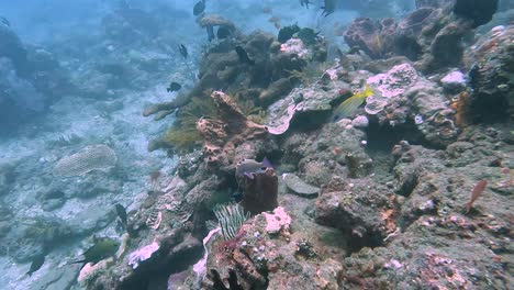 scuba diving over healthy coral reef and sea barrels in the coral triangle with colorful tropical fish shoals in crystal clear ocean water in timor leste, southeast asia