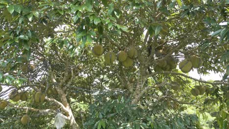 Dozens of Durian fruit on a Tree in Bali, Indonesia