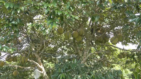 dozens of durian fruit on a tree in bali, indonesia