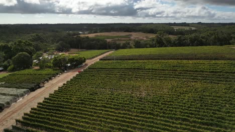 Ascending-aerial-shot-of-forest-in-front-of-vineyard-field-in-Margaret-River,-Western-Australia