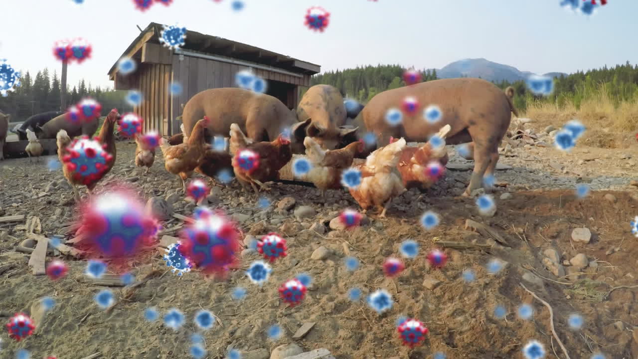 농장에서 먹는  ⁇ 과 돼지에 대한 코로나19 세포