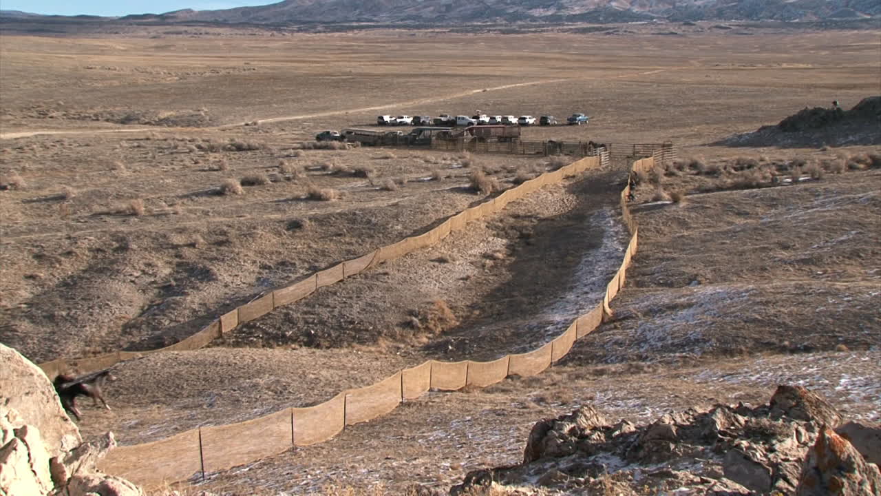 бюро по управлению земельными ресурсами проводит облавы на диких лошадей с помощью вертолетов