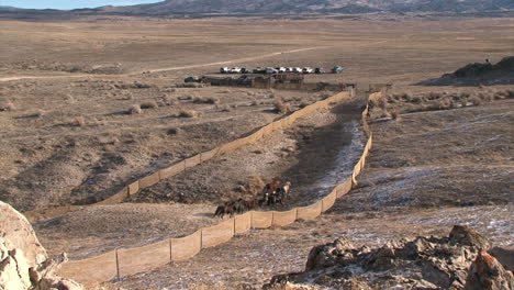 土地管理局使用直升機搜捕野馬