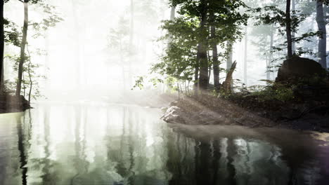 dark pond in mysterious forest