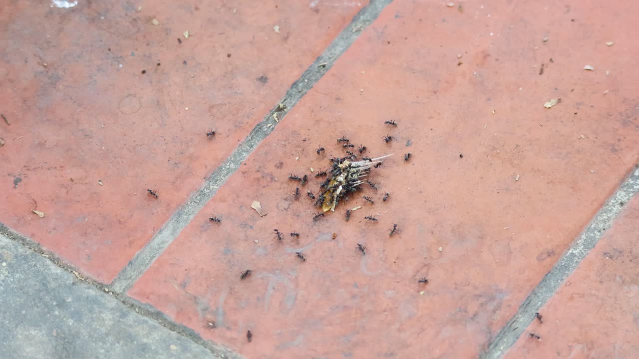 hormigas que mueven colectivamente un objeto a través de los azulejos
