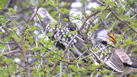 two southern red-billed hornbill sitting in a tree during the day at kruger national park in limpopo and mpumalanga in northeastern south africa, medium shot