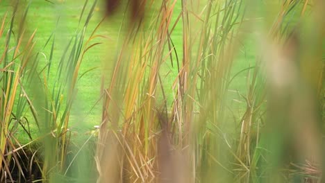 reed flowing with the wind