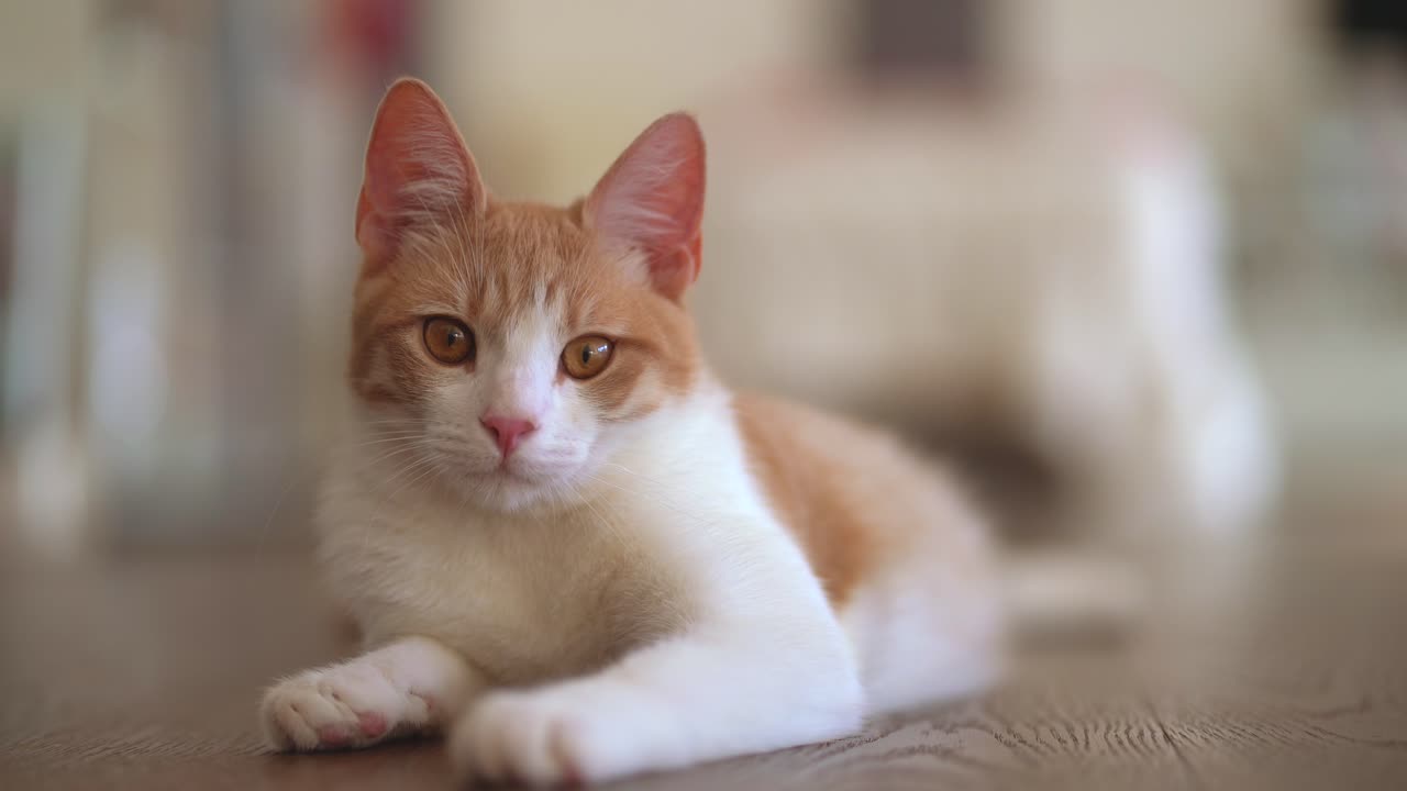 Close up shot of young red white tabby cat relaxing indoor and looking into camera