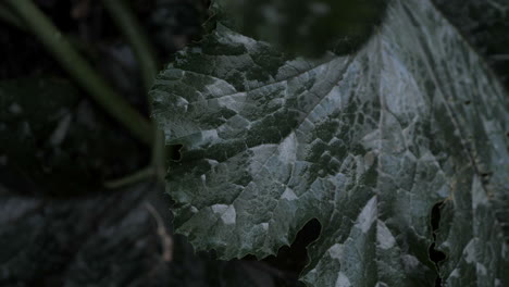agua de lluvia goteando de una hoja a una hoja más grande
