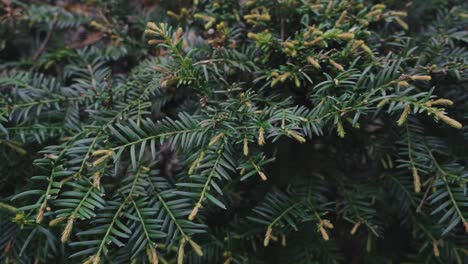 conifer tree foliage on springtime. close up shot