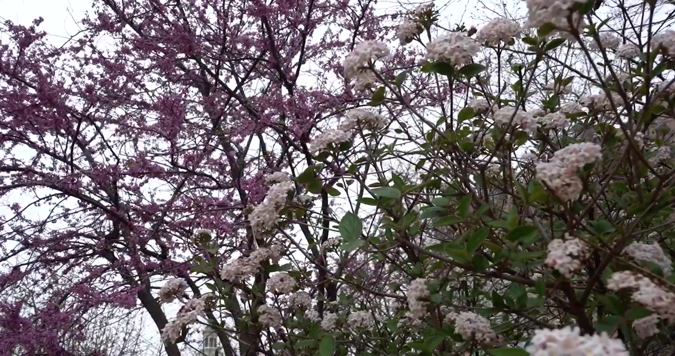 Alberi in fiore nel parco di St. Louis, Missouri.
