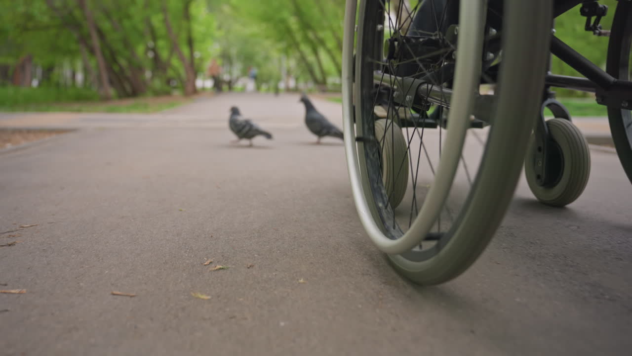 Wheelchair Wheel On Park Pavement Pigeons, LowAngle Closeup Showing Mobility And Accessibility, SunlightFiltered Trees And Green Background, Calm Reflective Atmosphere, Focus On Rim And Spokes