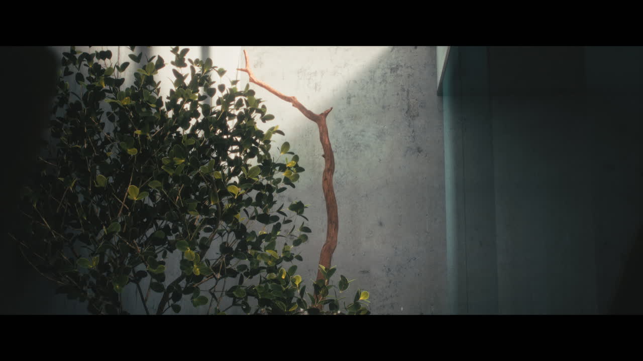 Modern Minimalist Interior Garden