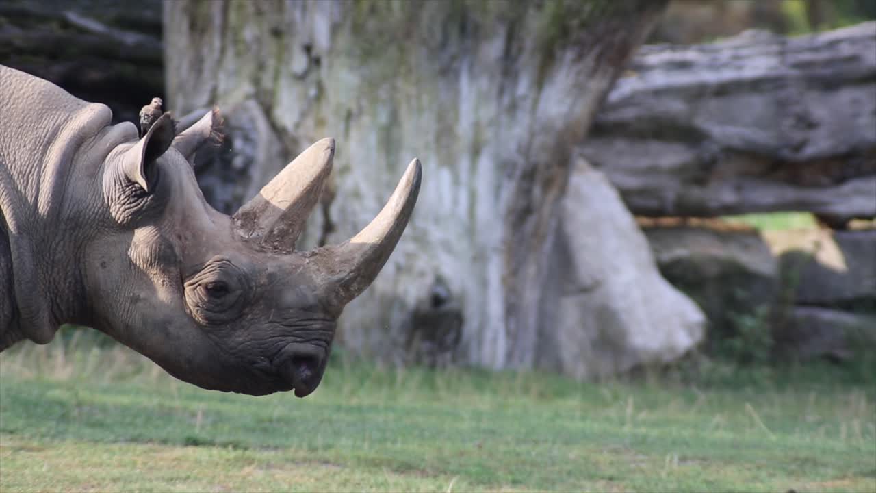 코소는 새에 의해 청소됩니다, 따뜻하고 이 많은 날, 자연과 정글, 빨간 4k