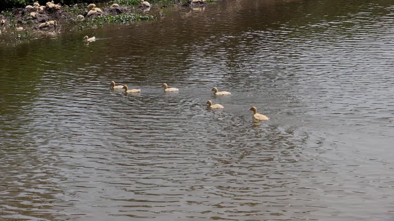 조용한 강에서 함께 수영하는 오리