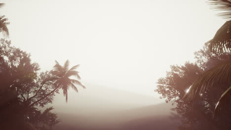 tropical palm rainforest in fog