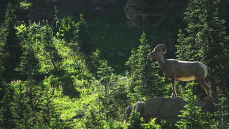 El-Borrego-Cimarrón-Es-Un-Avistamiento-Común-En-El-Sendero-Highline-En-El-Parque-Nacional-De-Los-Glaciares-Cerca-Del-Paso-De-Logan