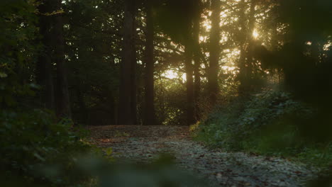 dreamy autumn landscape of forest trail with sunlight bokeh effect at sunset, static shot